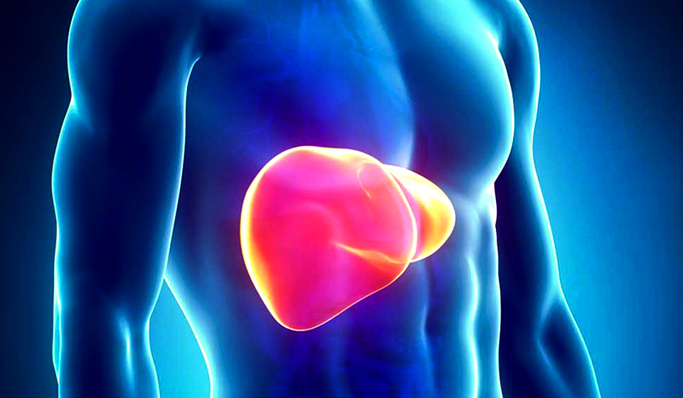 Healthy Liver